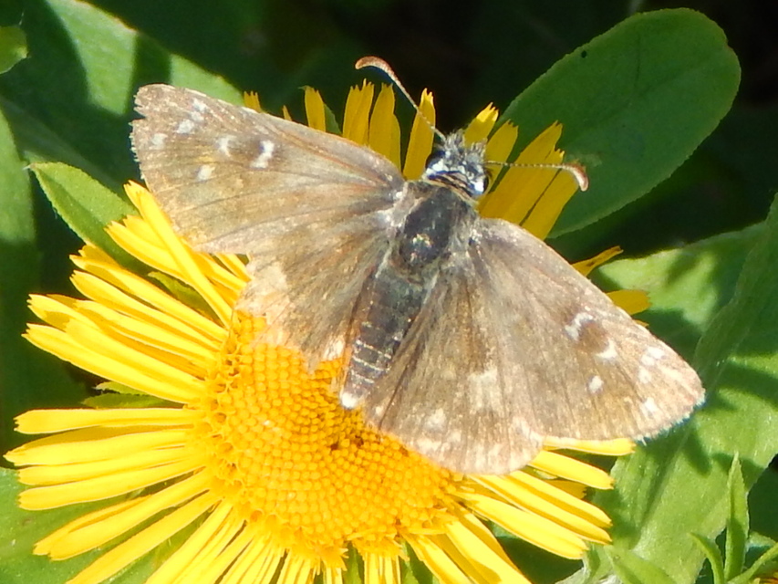 Pyrgus armoricanus - feles busalepke
