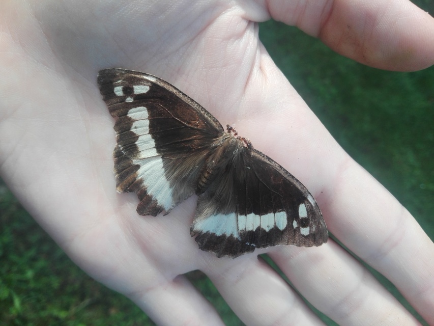 Brintesia circe - fehéröves szemeslepke