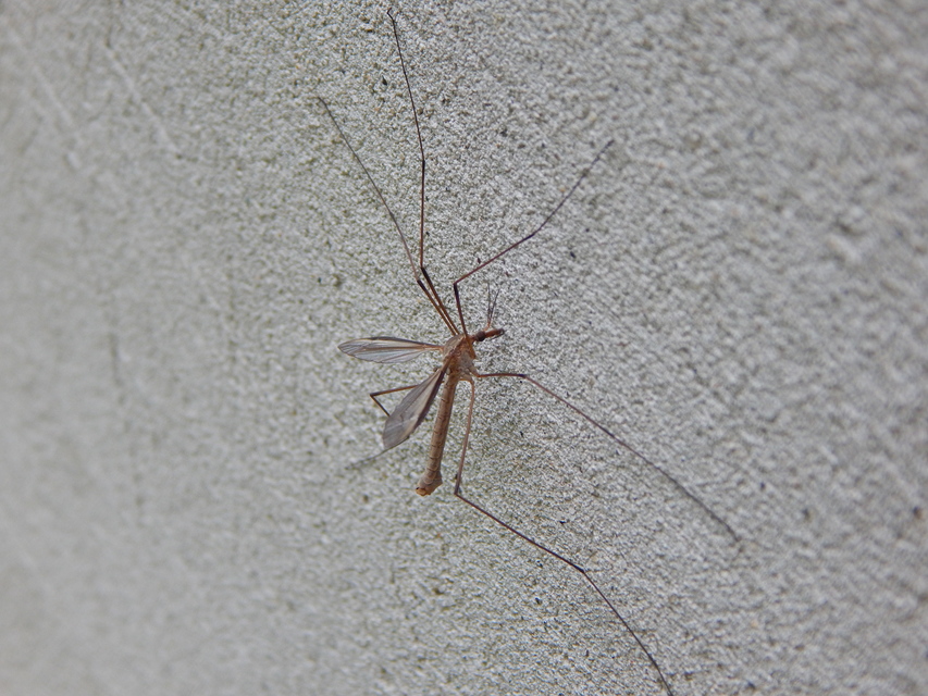 Tipula