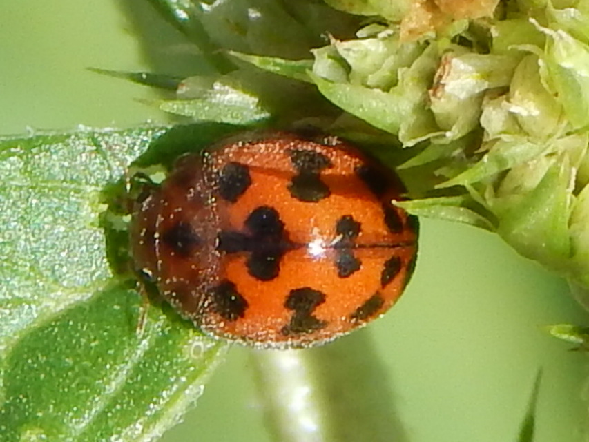 Subcoccinella vigintiquatuorpunctata - lucernaböde