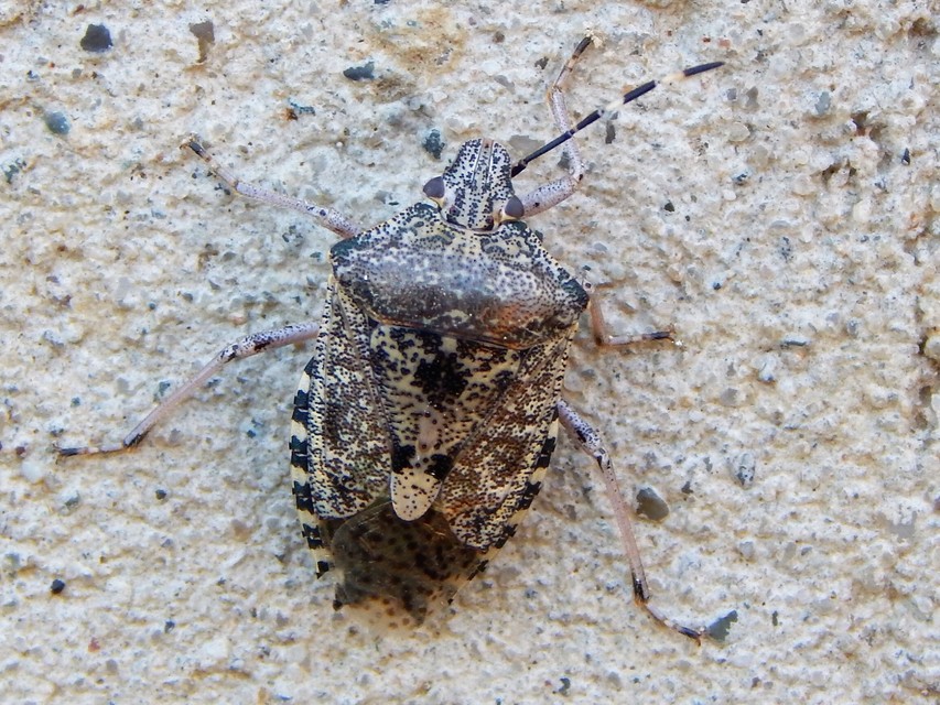 Rhaphigaster nebulosa - bencepoloska