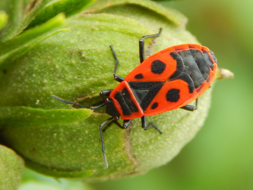 Pyrrhocoris apterus - verőköltő poloska