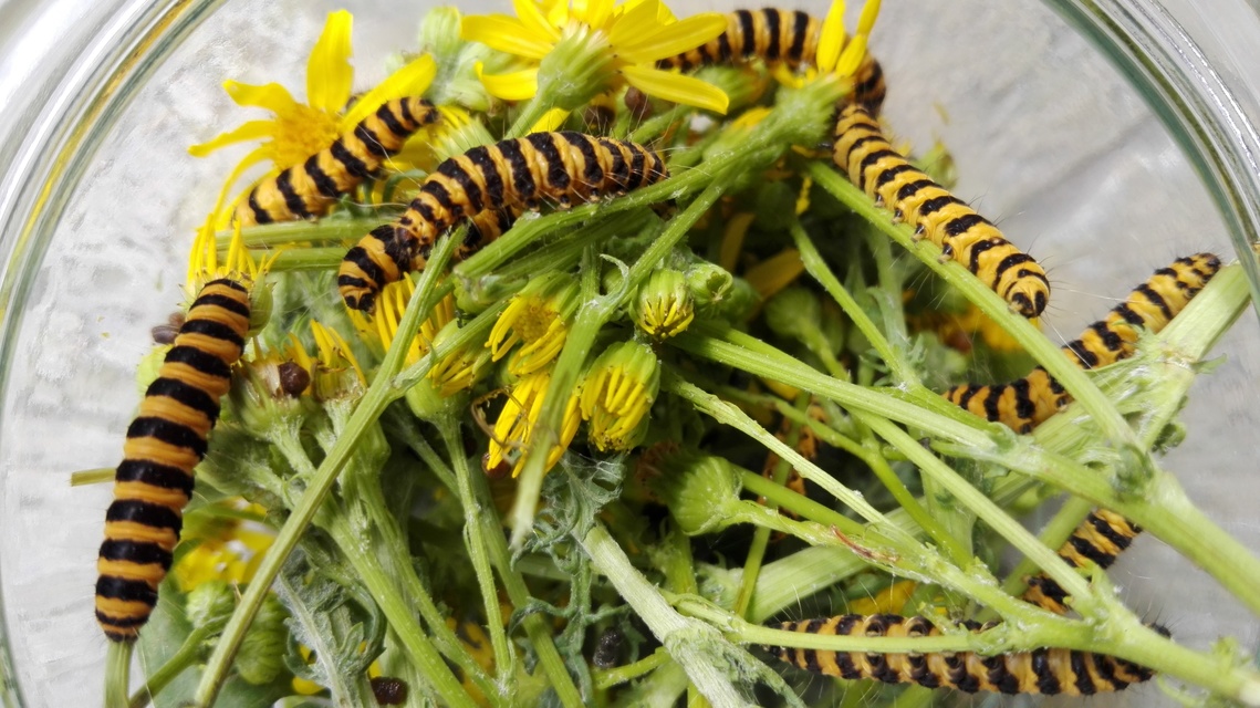 Tyria jacobaeae - jakabfű-medvelepke