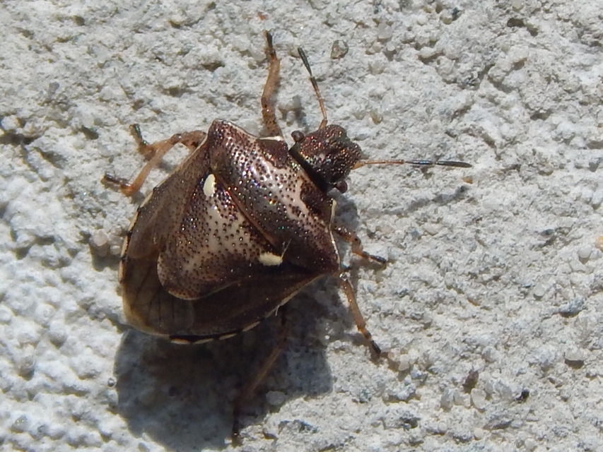 Eysarcoris aeneus - fémes feketefejű-poloska Eysarcoris aeneus - fémes feketefejű-poloska