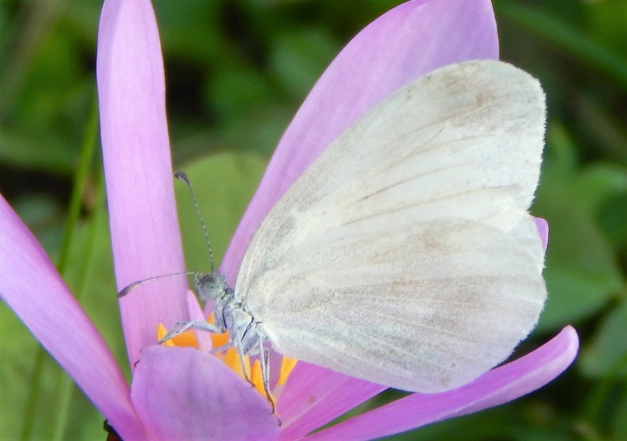 Leptidea sinapis - mustárlepke