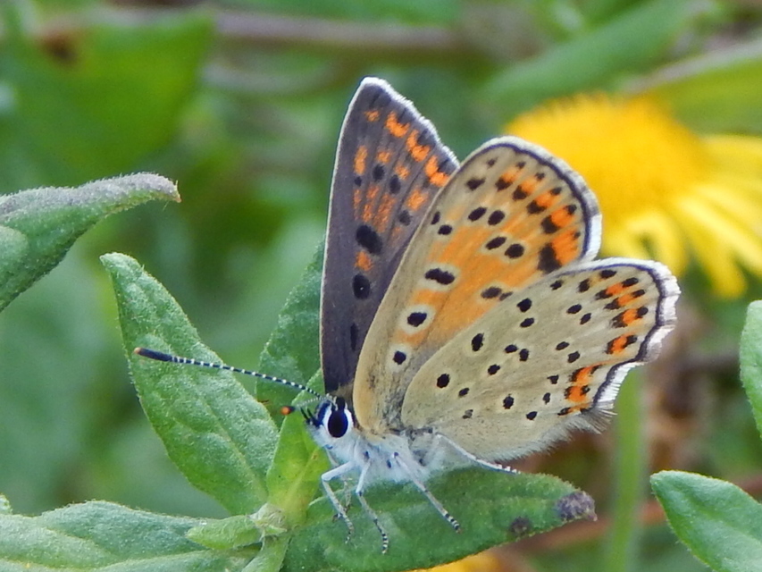 Lycaena tityrus - barna tűzlepke