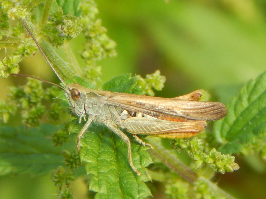 Chorthippus biguttulus - zengő tarlósáska