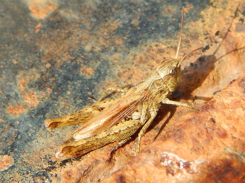 Chorthippus apricarius - szélesszárnyú tarlósáska