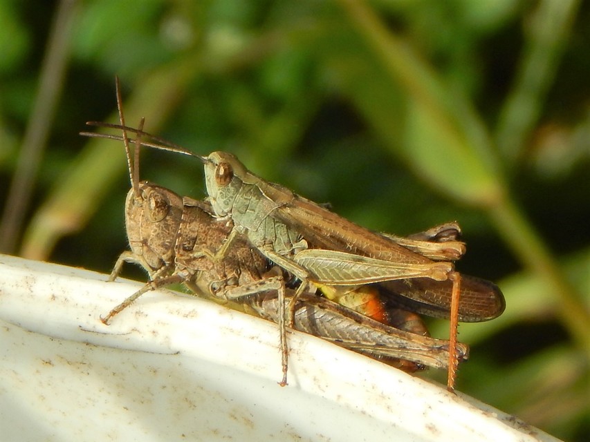 Chorthippus brunneus - közönséges tarlósáska
