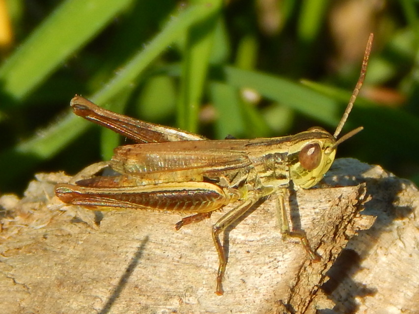 Euchorthippus declivus - rövidszárnyú rétisáska