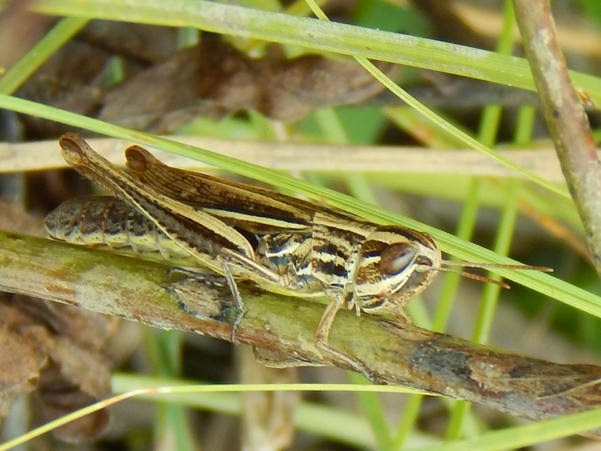 Euchorthippus declivus - rövidszárnyú rétisáska
