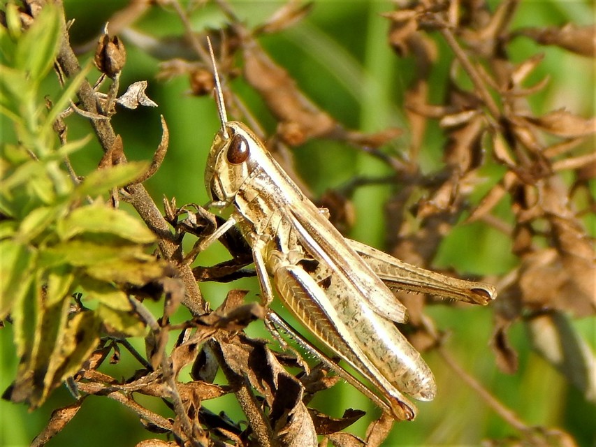 Euchorthippus declivus - rövidszárnyú rétisáska