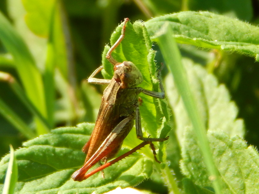 Omocestus rufipes - vöröshasú tarlósáska