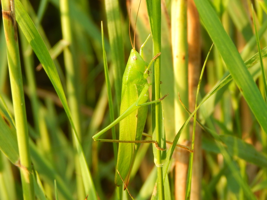Ruspolia nitidula - nagy kúpfejűszöcske