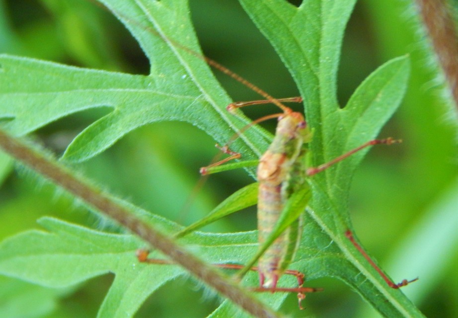 Leptophyes albovittata - közönséges virágszöcske