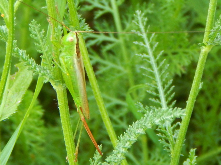 Conocephalus fuscus - kis kúpfejűszöcske