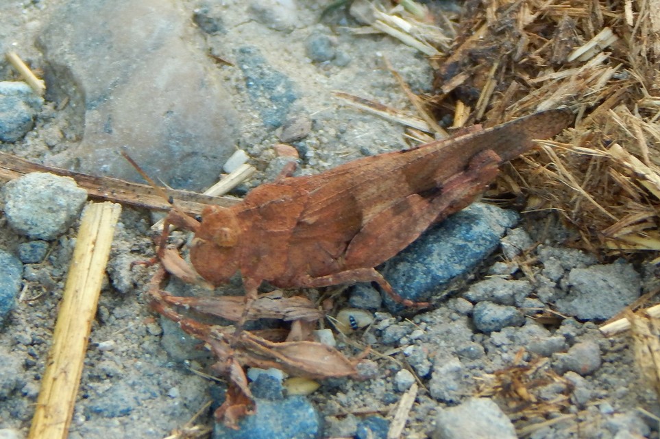 Oedipoda caerulescens - kékszárnyú sáska