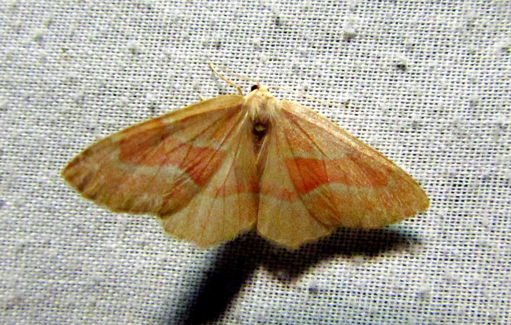 Hylaea fasciaria - erdeifenyő-sávosaraszoló