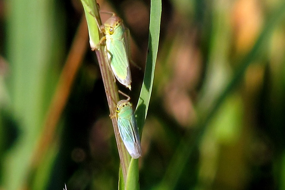 Cicadella viridis - méregzöld kabóca