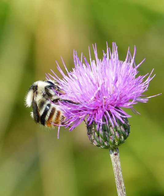 Bombus sylvarum - erdei poszméh
