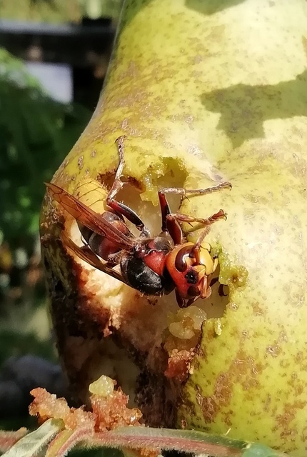 Vespa crabro - lódarázs