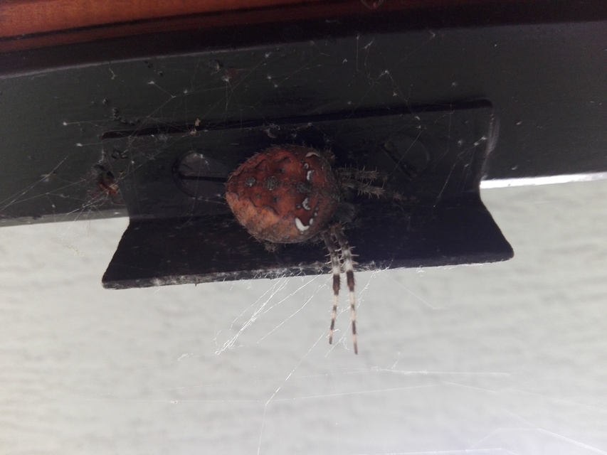 Araneus diadematus - koronás keresztespók