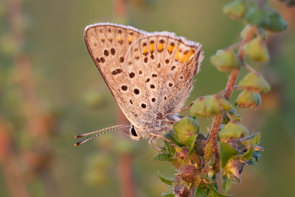 Lycaena tityrus - barna tűzlepke