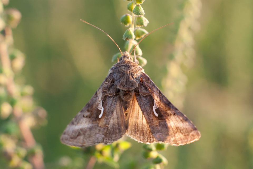 Autographa gamma - gammalepke