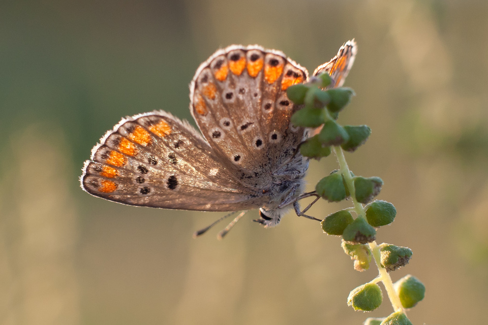 Aricia agestis - szerecsenboglárka