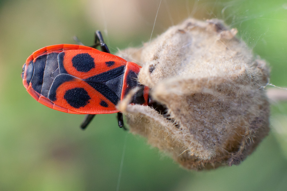 Pyrrhocoris apterus - verőköltő poloska
