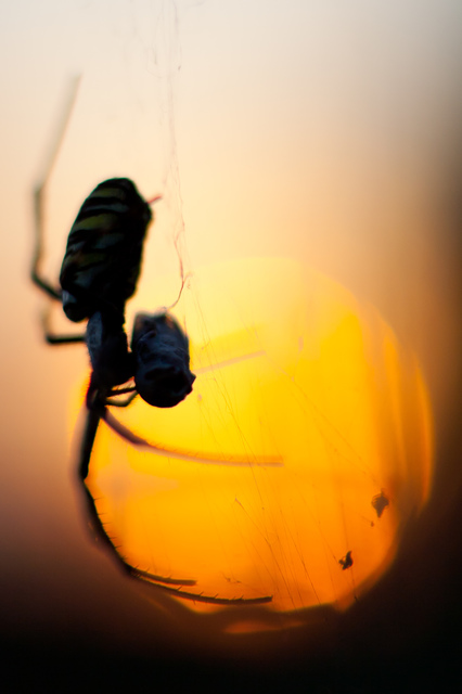 Argiope bruennichi - darázspók