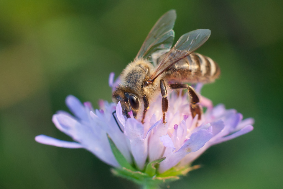 Apis mellifera - háziméh
