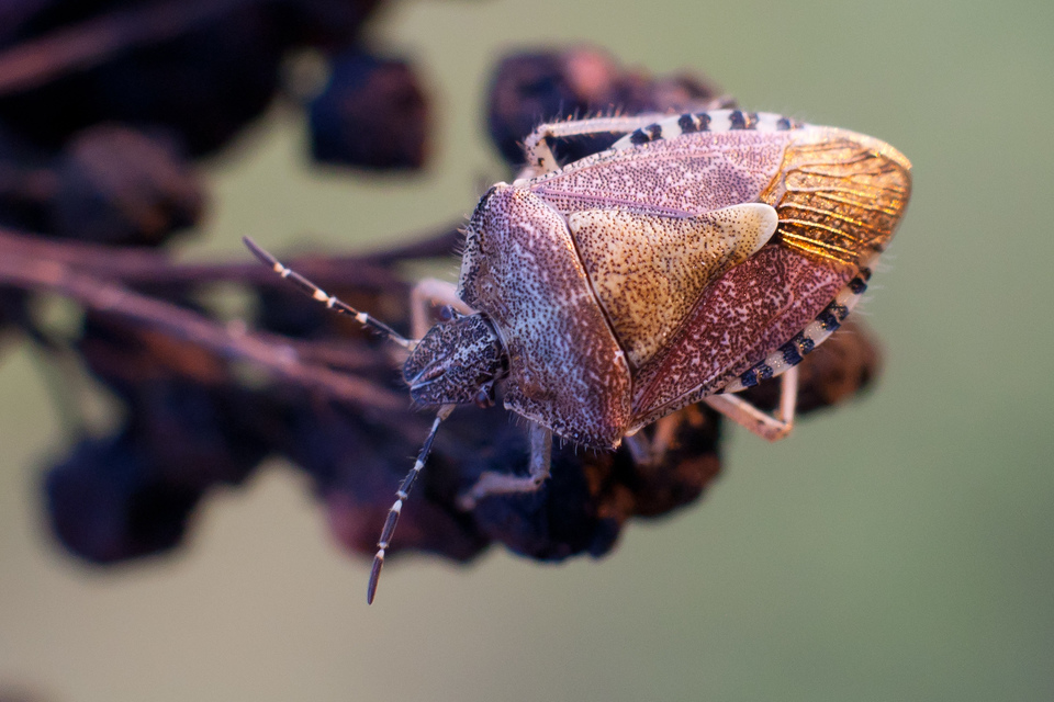 Dolycoris baccarum - közönséges bogyómászó-poloska Dolycoris baccarum - közönséges bogyómászó-poloska