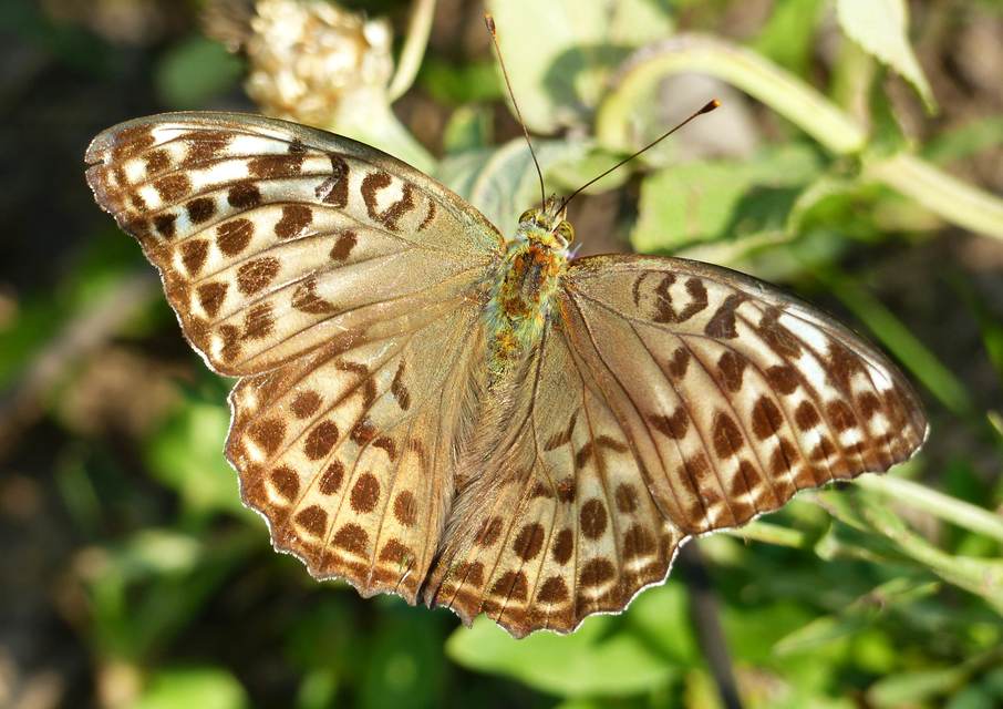 Argynnis paphia - nagy gyöngyházlepke