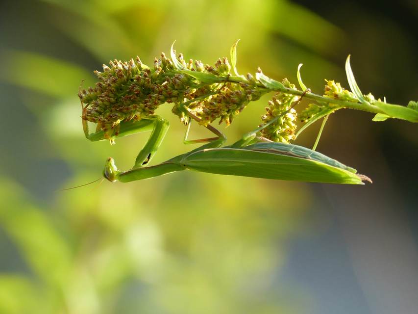 Mantis religiosa - imádkozósáska