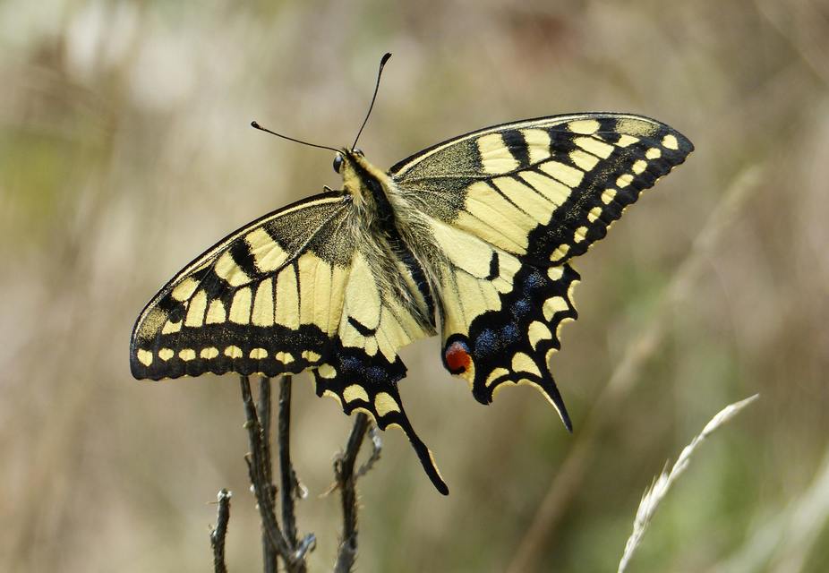 Papilio machaon - fecskefarkú lepke