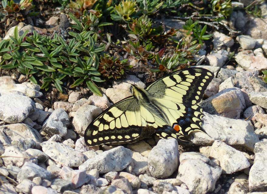 Papilio machaon - fecskefarkú lepke