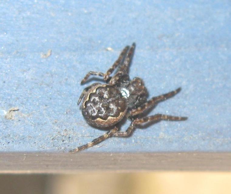 Nuctenea umbratica - közönséges rés-keresztespók