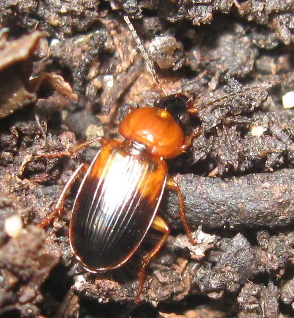 Stenolophus teutonus - nagyfoltos turzásfutó