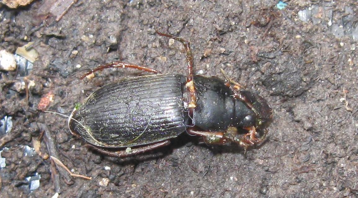Harpalus rufipes - nagy selymesfutó
