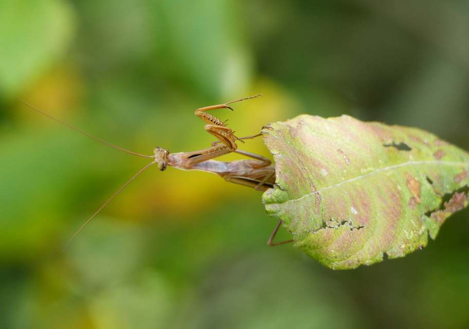 Mantis religiosa - imádkozósáska