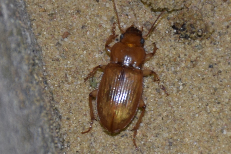Harpalus flavescens - rozsdás lomhafutó