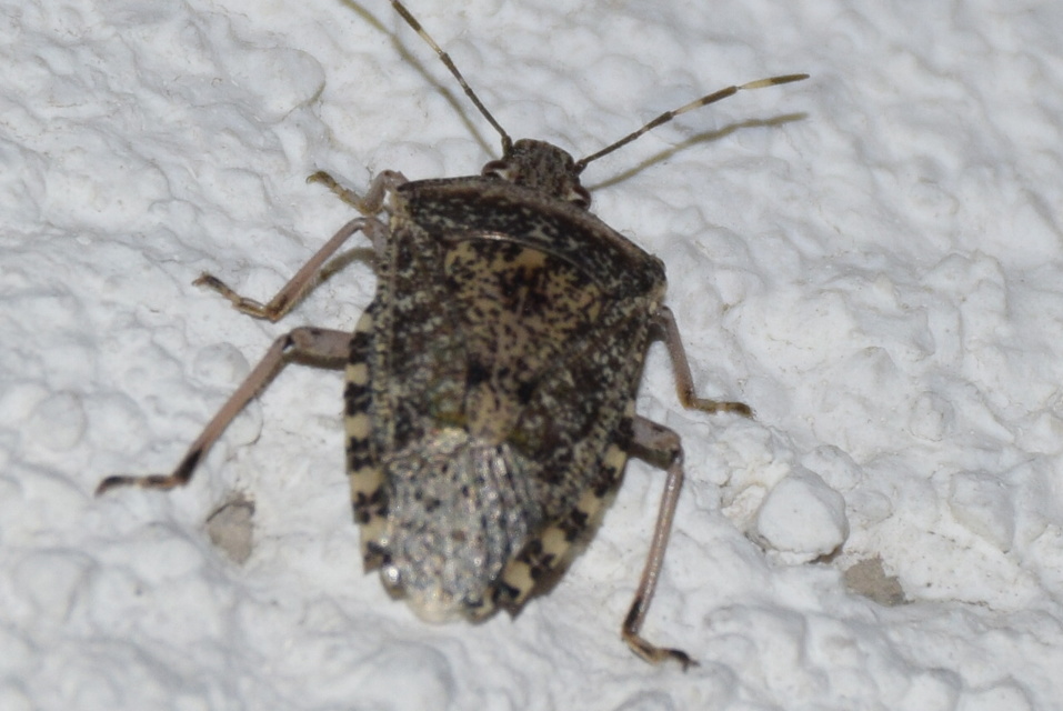 Rhaphigaster nebulosa - bencepoloska
