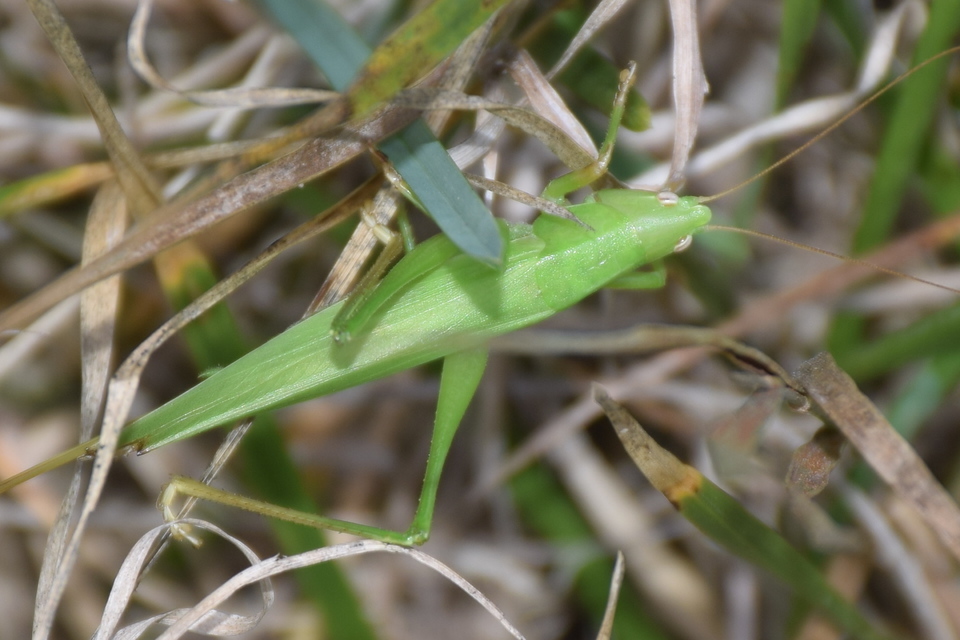 Ruspolia nitidula - nagy kúpfejűszöcske