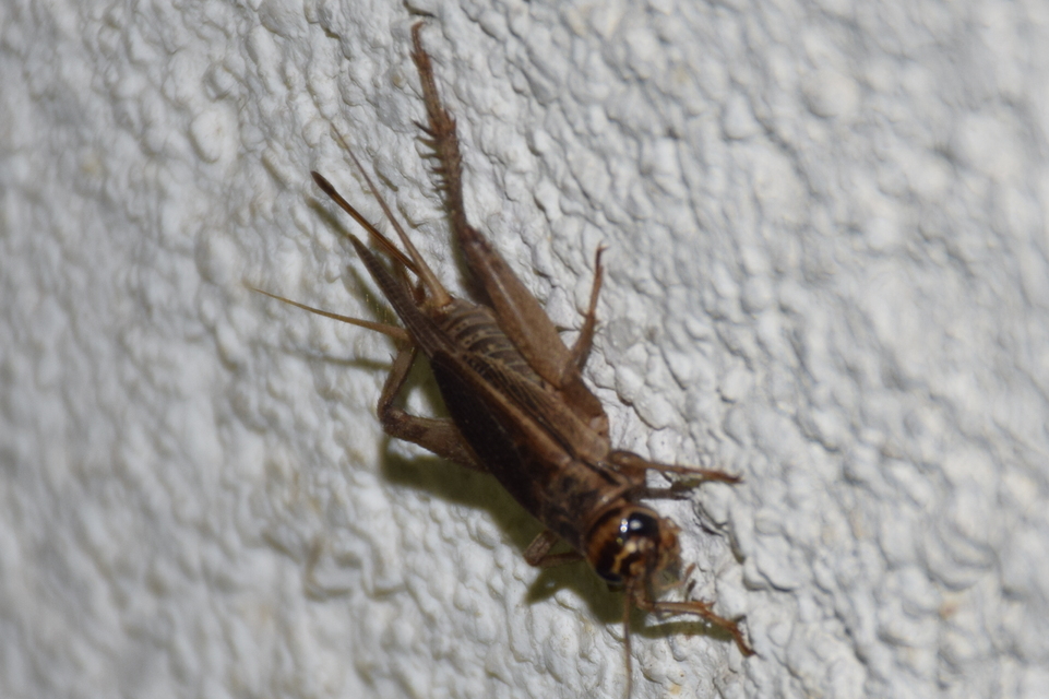 Acheta domesticus - házi tücsök