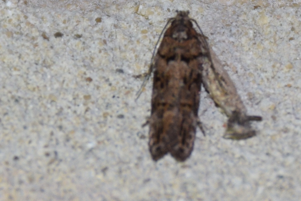 Teleiopsis diffinis - juhsóska-sarlósmoly