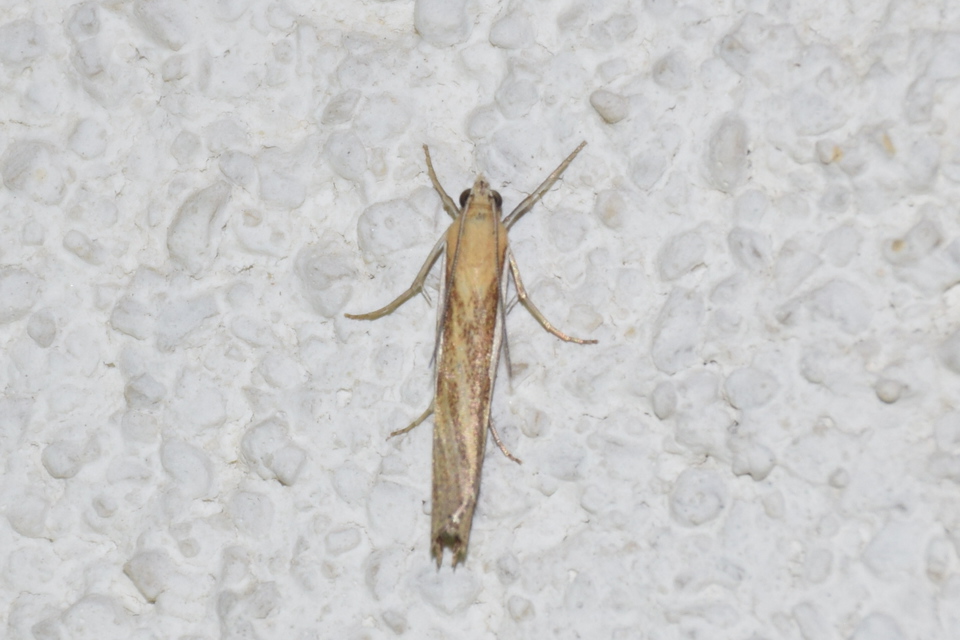 Agriphila tristella - gyászos fűgyökérmoly