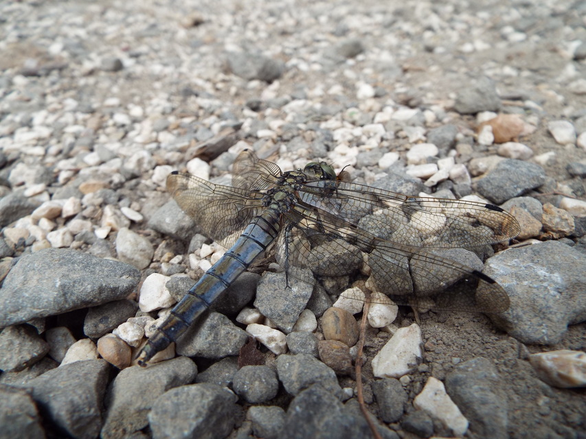 Orthetrum cancellatum - feketefarkú pásztorszitakötő