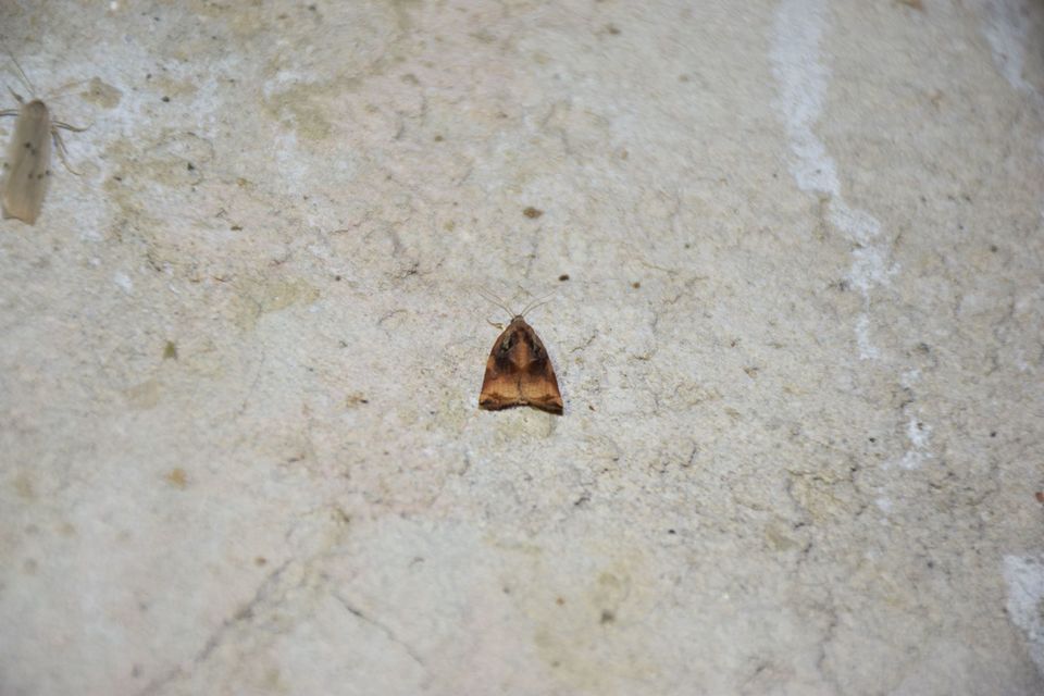 Archips podana - dudvarágó sodrómoly