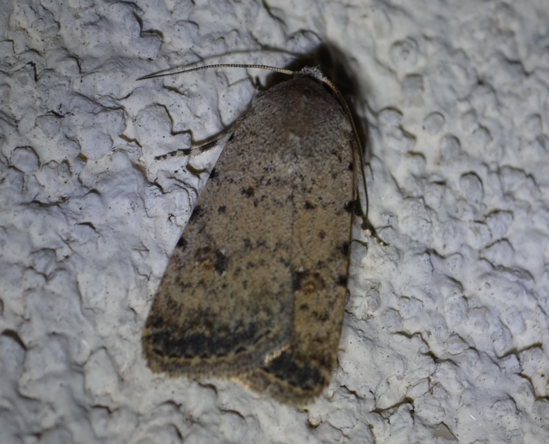 Paradrina clavipalpis - közönséges selymesbagoly